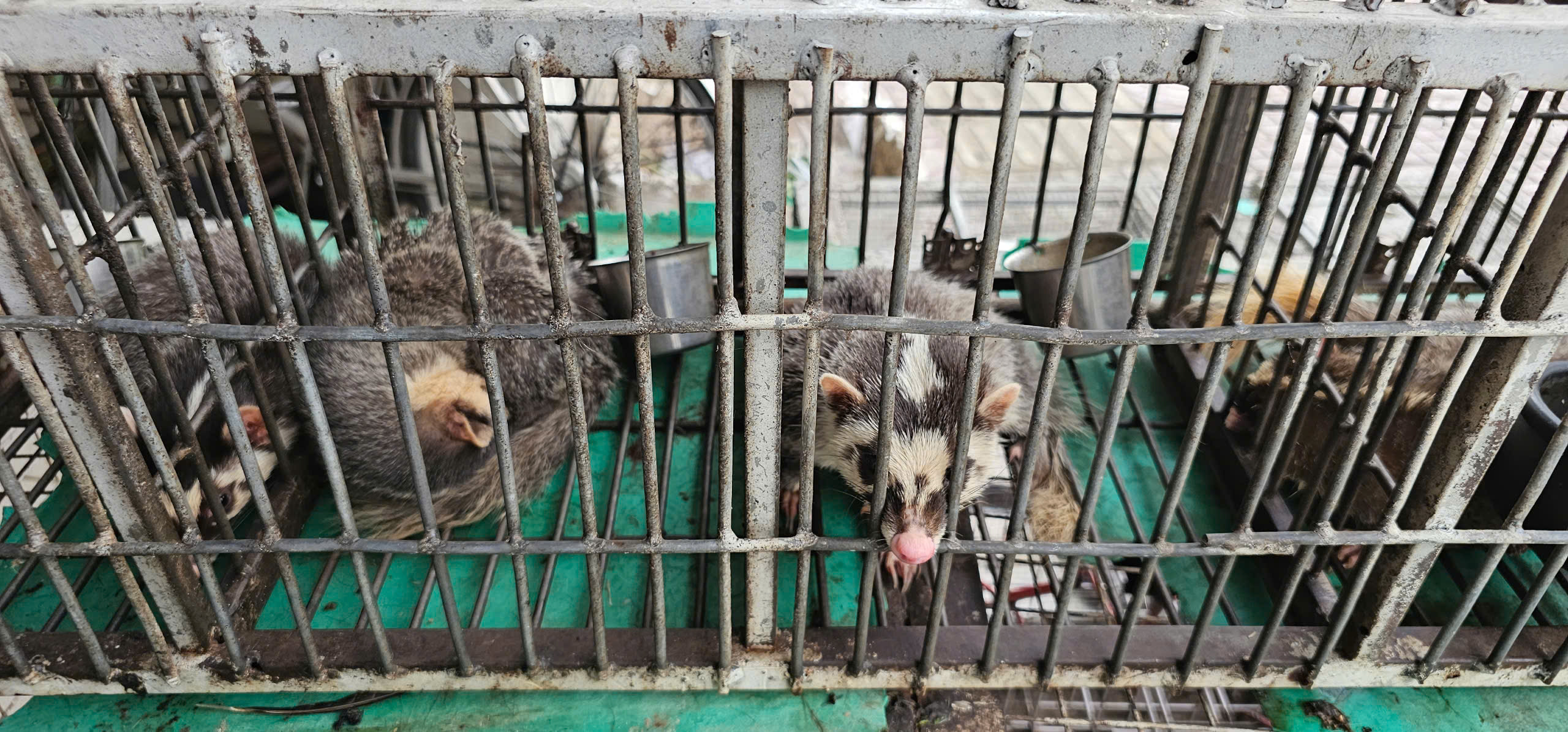 Buôn bán chim trời, thú rừng: 'Chợ đen' công khai thách thức pháp luật - Ảnh 8.