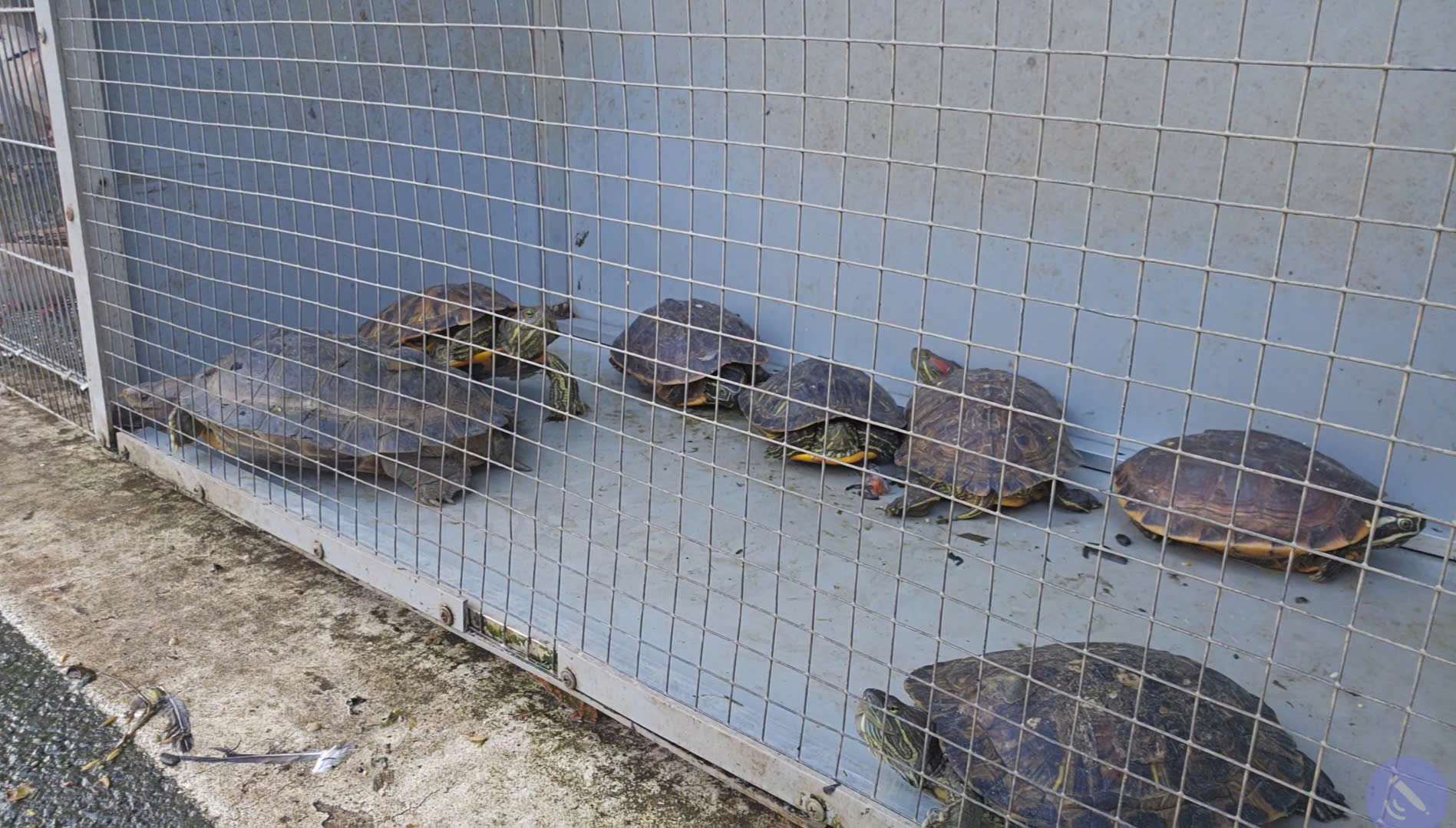 Buôn bán chim trời, thú rừng: 'Chợ đen' công khai thách thức pháp luật - Ảnh 10.