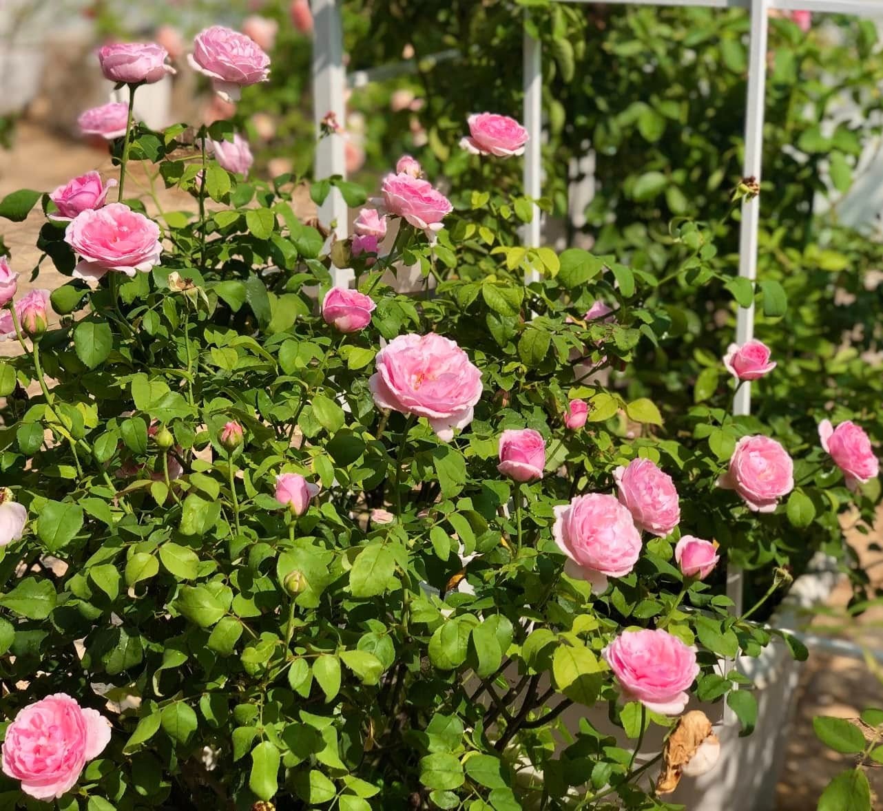 Thứ quý giá trong biệt thự 21 tỷ của MC Quyền Linh- Ảnh 7.