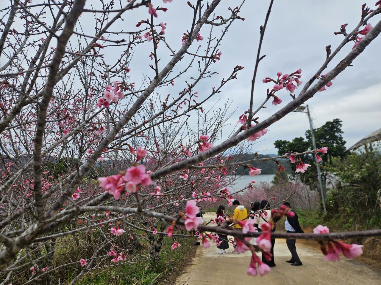 Hàng không, du lịch khẩn trương đổi lịch đón khách dịp Tết Dương lịch 2026- Ảnh 2.