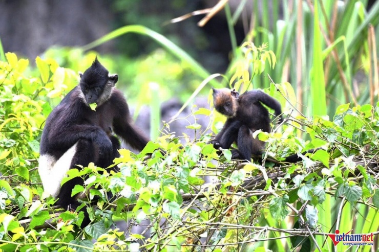 Đây cũng được ghi nhận là "Nơi có số lượng cá thể voọc mông trắng nhiều nhất" Việt Nam với hơn 100 cá thể sinh sống. Ảnh. VL 