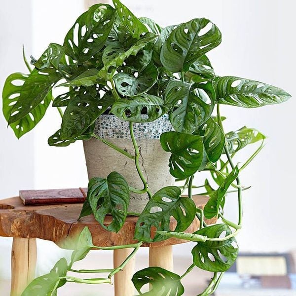 5 loại cây hút formaldehyde mạnh nhất, NASA khuyên trồng- Ảnh 2.