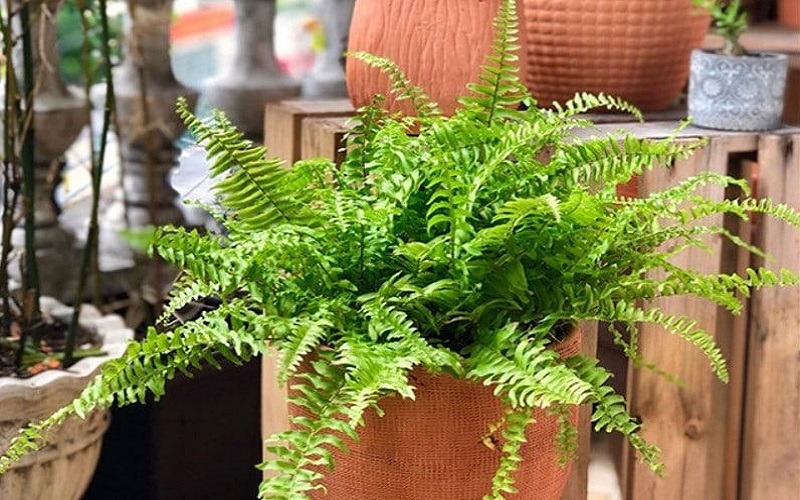 5 loại cây hút formaldehyde mạnh nhất, NASA khuyên trồng- Ảnh 4.