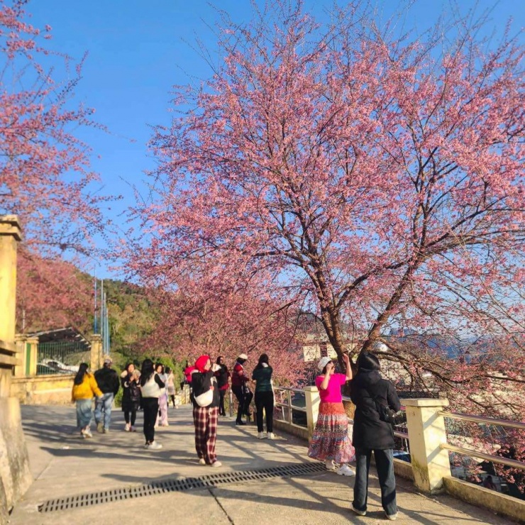 Du khách check-in với hoa anh đào tại đồn Biên phòng Lũng Cú. (Ảnh: Trần Quốc An)