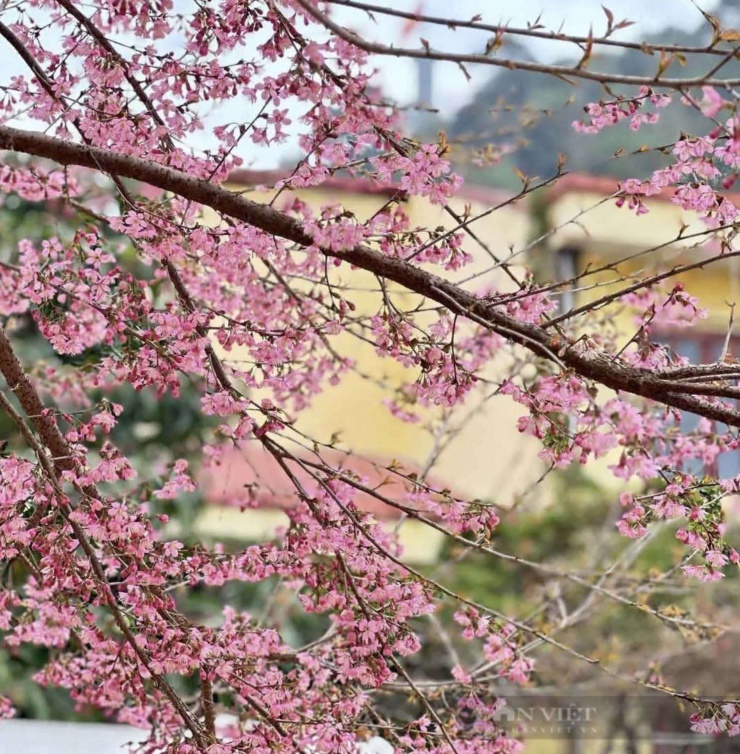 Hoa anh đào nở bung, cây hoa chỉ một màu hồng rực rỡ thu hút du khách check-in. (Ảnh: Nguyễn Quân)