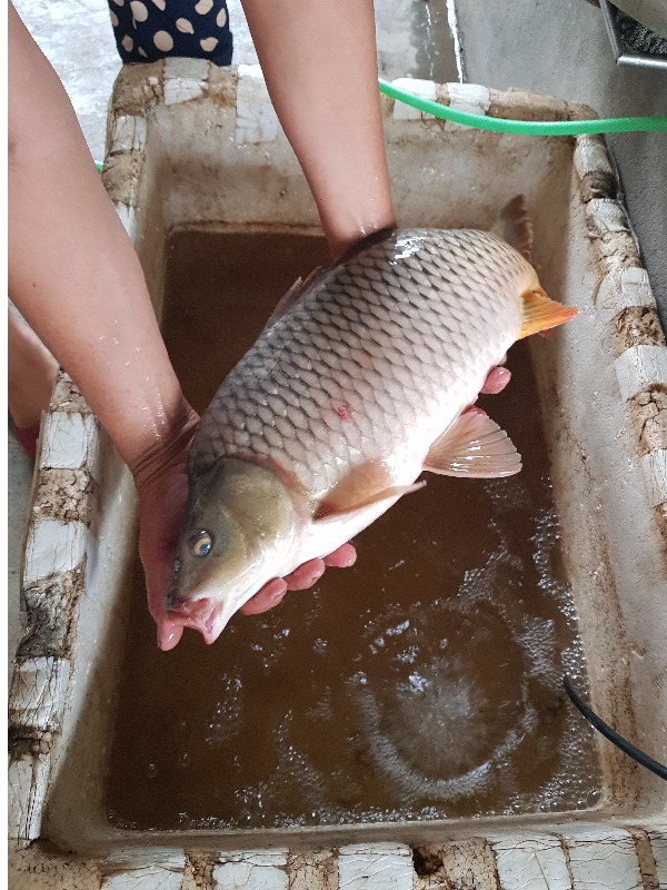 5 loại cá nước ngọt ngon nhất Việt Nam, cao thủ ẩm thực 