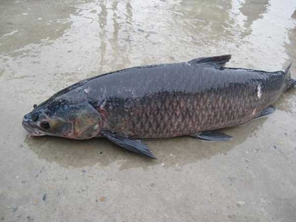 5 loại cá nước ngọt ngon nhất Việt Nam, cao thủ ẩm thực 