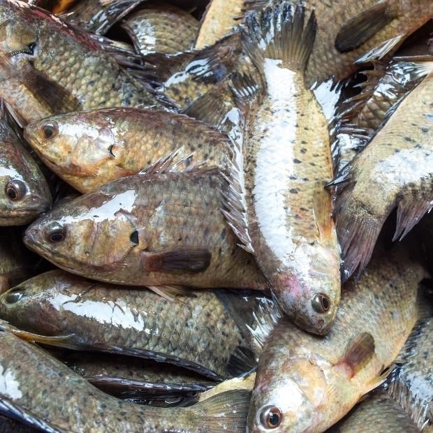 5 loại cá nước ngọt ngon nhất Việt Nam, cao thủ ẩm thực 