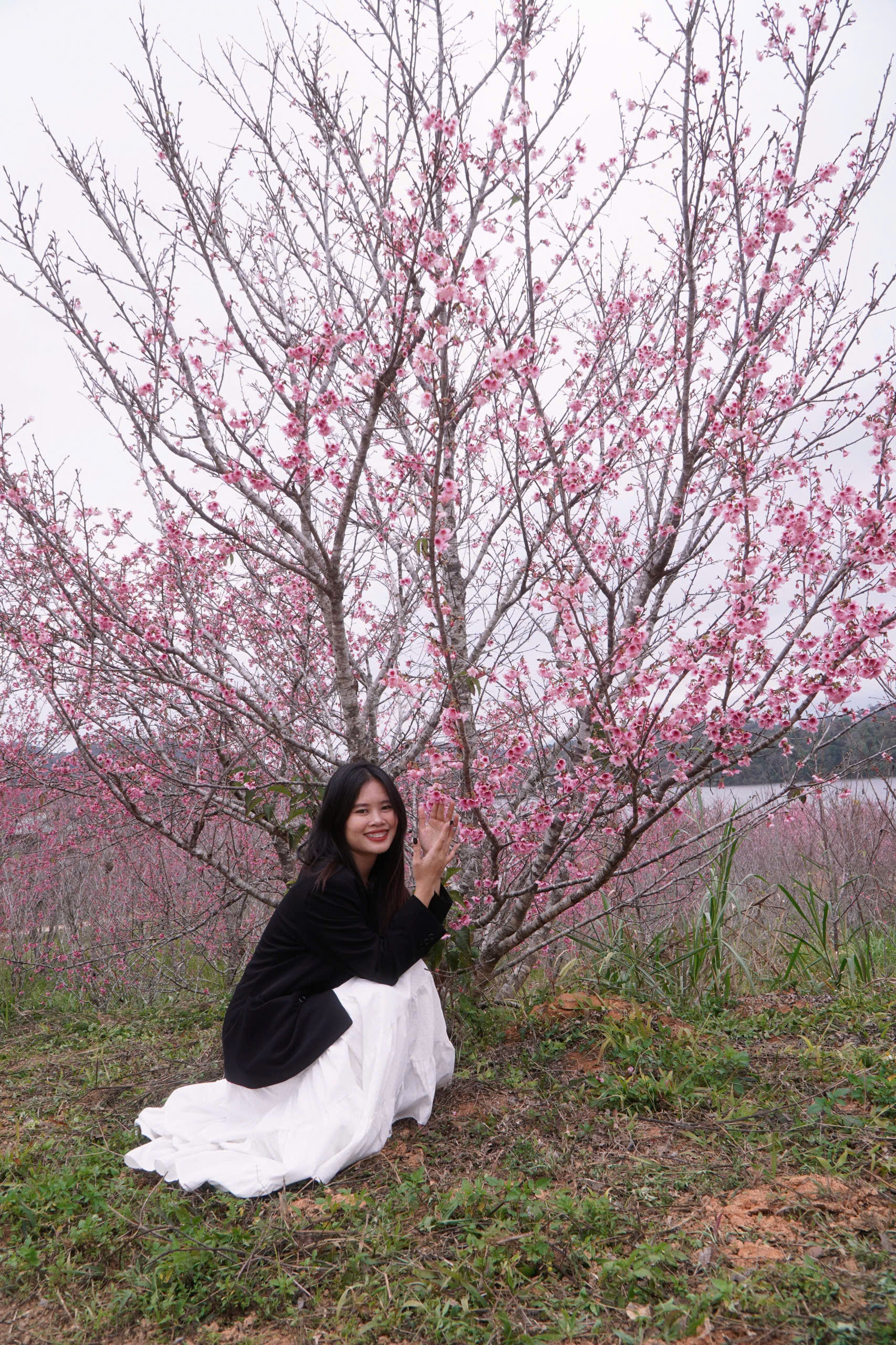 Tết Dương lịch này, lên Điện Biên check-in rừng hoa anh đảo đang nở rộ - Ảnh 4.