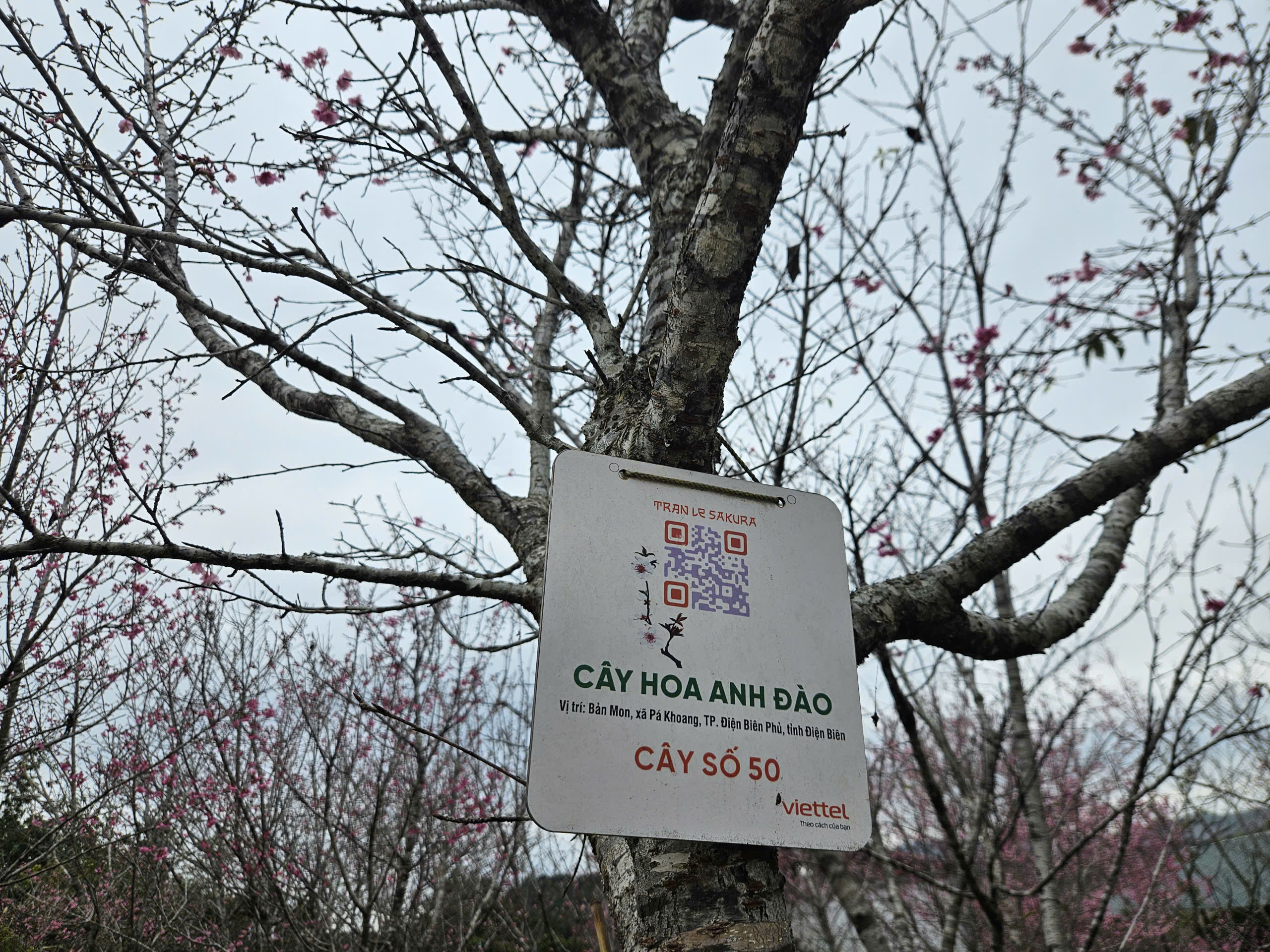 Tết Dương lịch này, lên Điện Biên check-in rừng hoa anh đảo đang nở rộ - Ảnh 8.