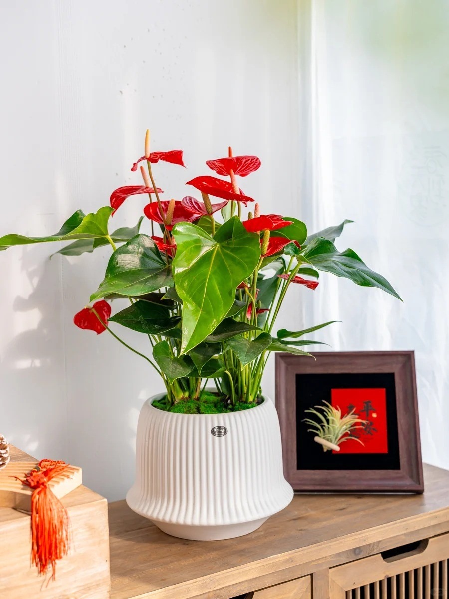 Tết rước 1 chậu cây này về nhà: Vận tiền bạc, chức vị đều 