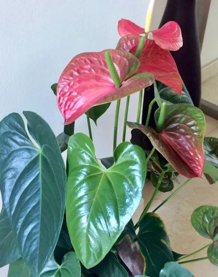 Tết rước 1 chậu cây này về nhà: Vận tiền bạc, chức vị đều 