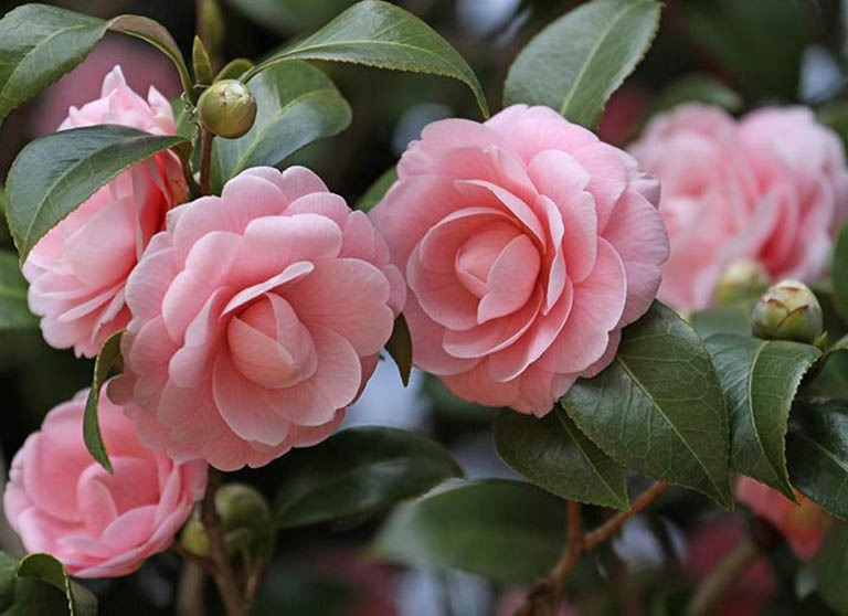 Loài cây quý như vàng, hoa nở đẹp chấn động thị giác: Nhà giàu mê vì giúp tụ lộc, giữ vượng khí- Ảnh 2.