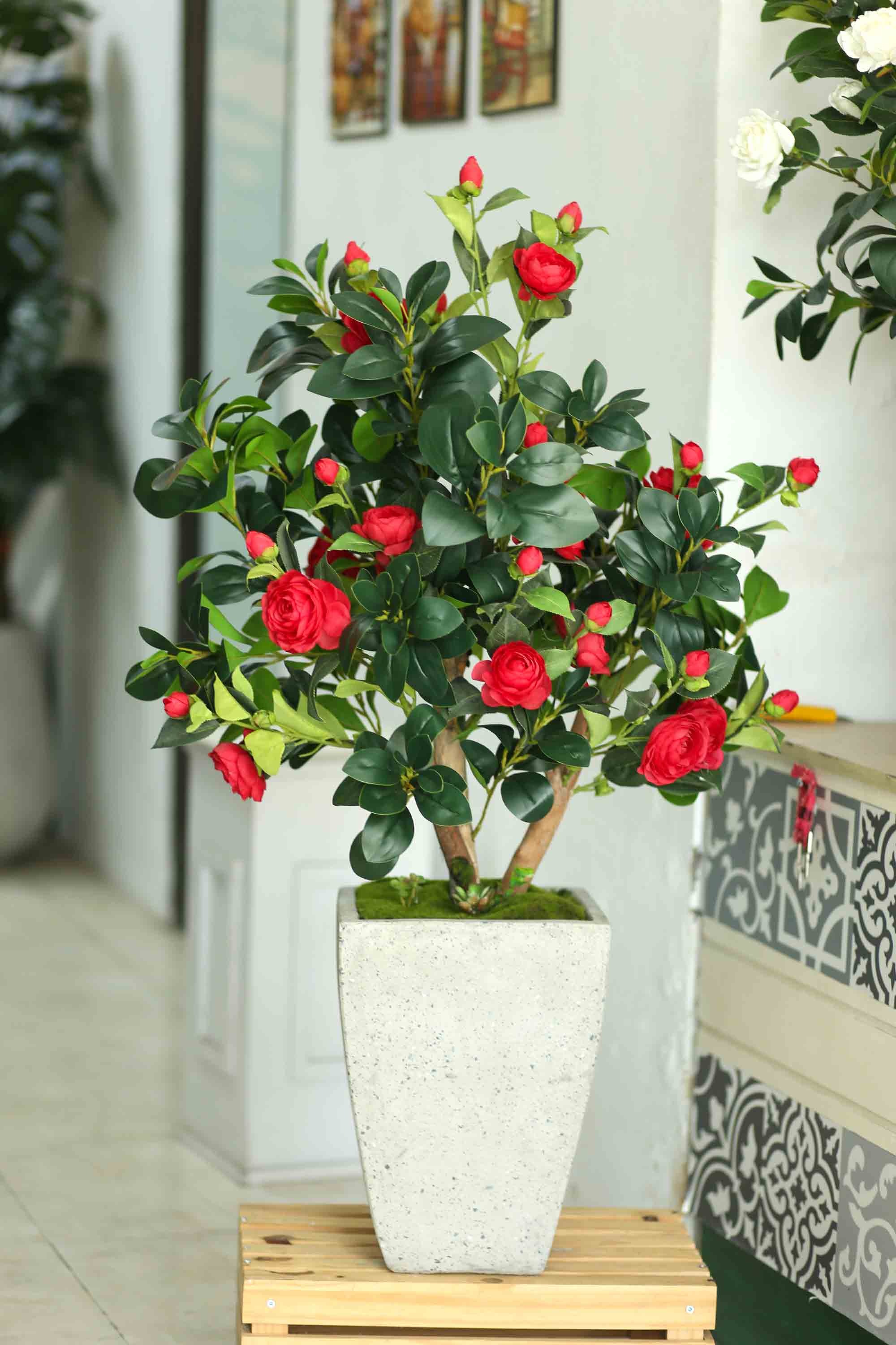 Loài cây quý như vàng, hoa nở đẹp chấn động thị giác: Nhà giàu mê vì giúp tụ lộc, giữ vượng khí- Ảnh 3.