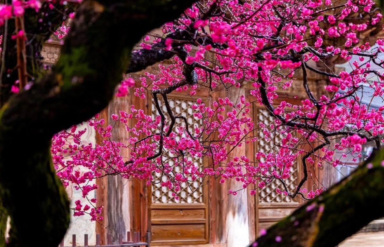 Chỉ cần 4 cây này còn xanh trong nhà: Công danh vượng phát, con cháu dễ thành tài- Ảnh 2.