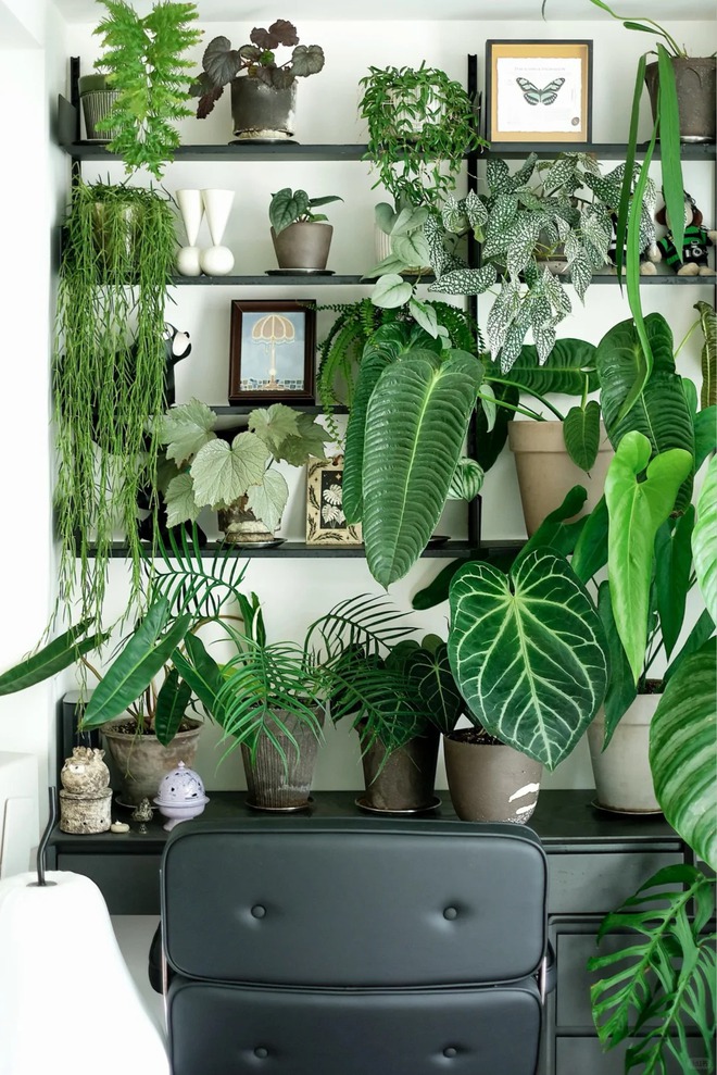 Bỏ phố về... ban công: Chàng trai 9x chia sẻ bí kíp 