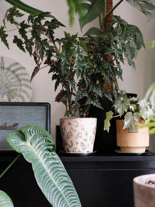 Bỏ phố về... ban công: Chàng trai 9x chia sẻ bí kíp 