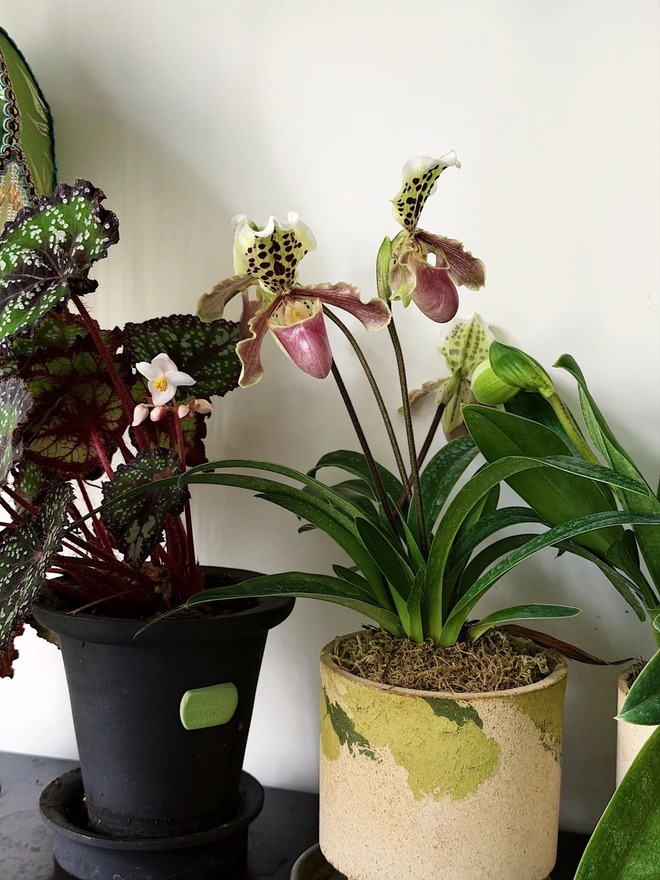 Bỏ phố về... ban công: Chàng trai 9x chia sẻ bí kíp 