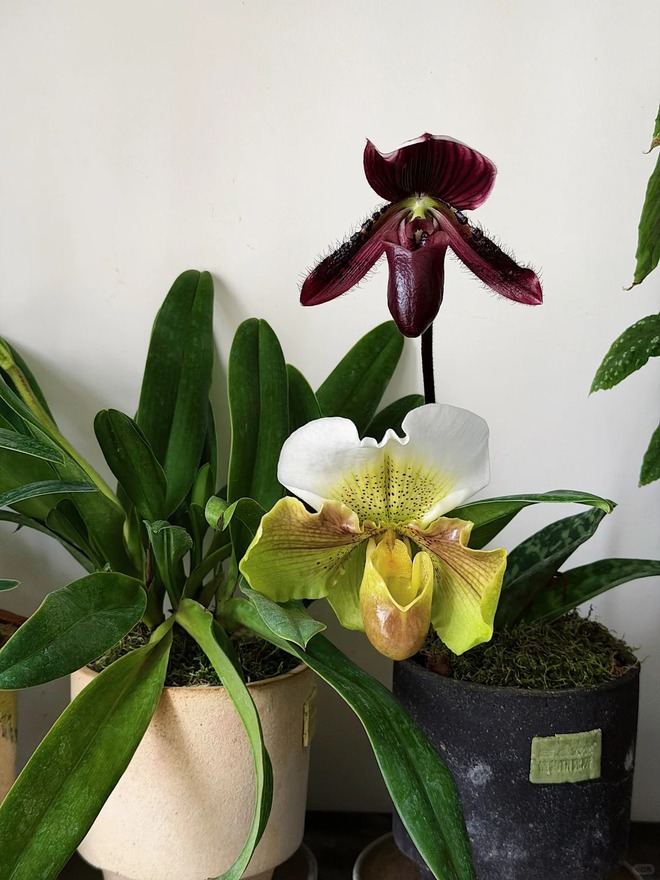 Bỏ phố về... ban công: Chàng trai 9x chia sẻ bí kíp 