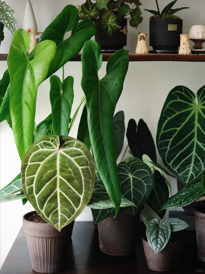 Bỏ phố về... ban công: Chàng trai 9x chia sẻ bí kíp 