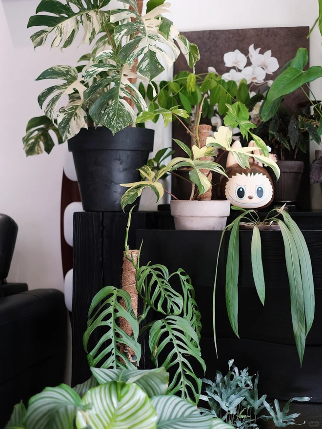 Bỏ phố về... ban công: Chàng trai 9x chia sẻ bí kíp 