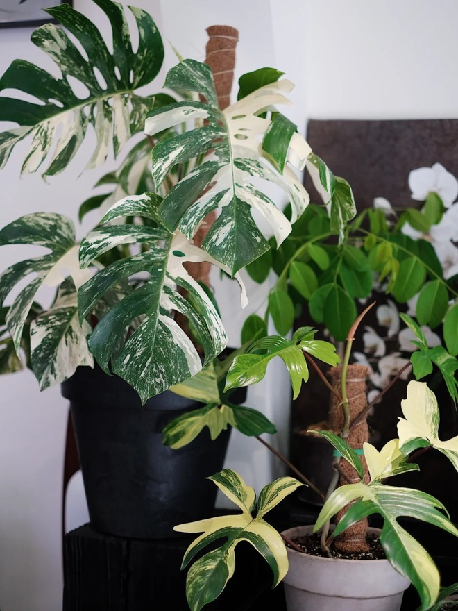 Bỏ phố về... ban công: Chàng trai 9x chia sẻ bí kíp 