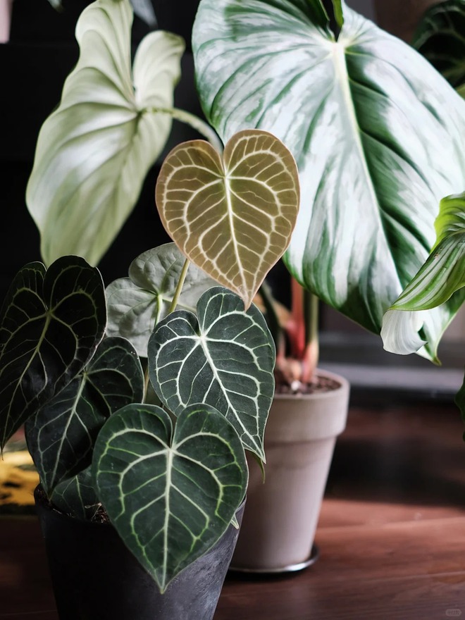 Bỏ phố về... ban công: Chàng trai 9x chia sẻ bí kíp 