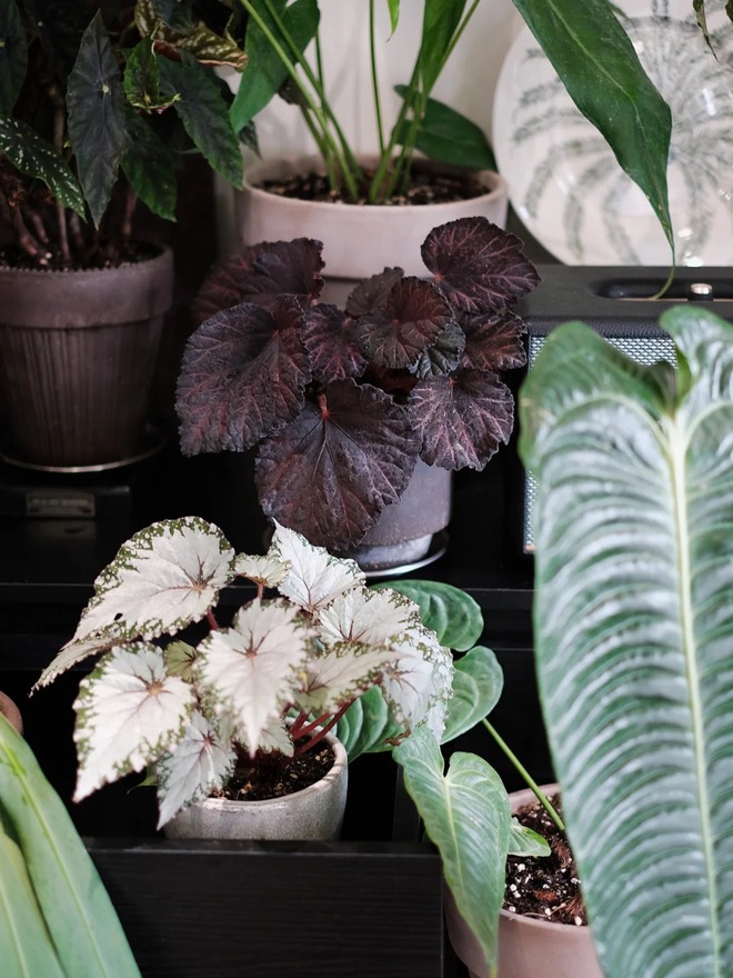 Bỏ phố về... ban công: Chàng trai 9x chia sẻ bí kíp 