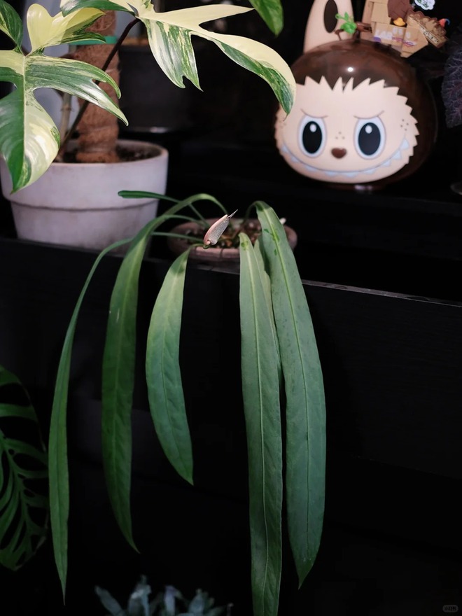 Bỏ phố về... ban công: Chàng trai 9x chia sẻ bí kíp 