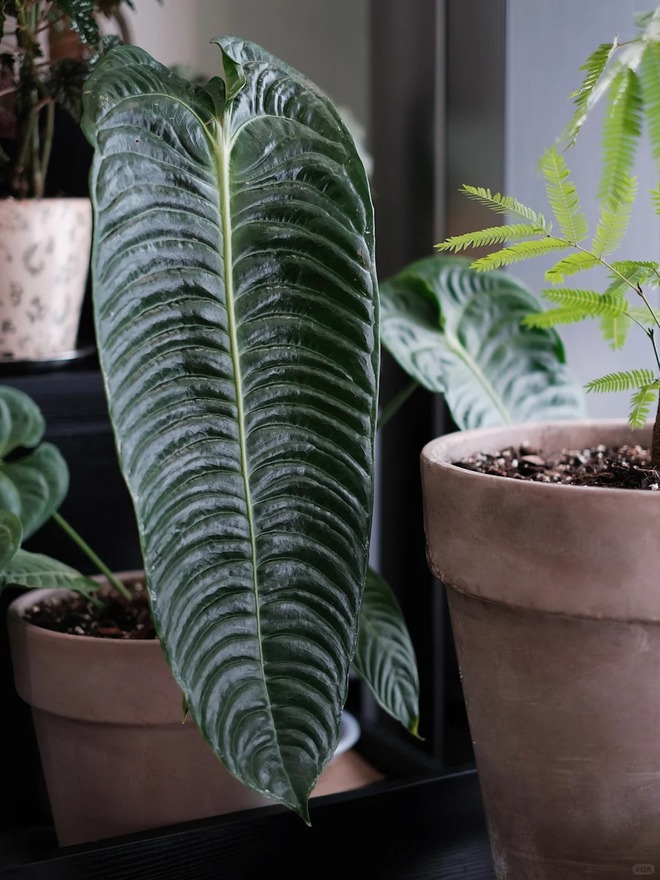 Bỏ phố về... ban công: Chàng trai 9x chia sẻ bí kíp 