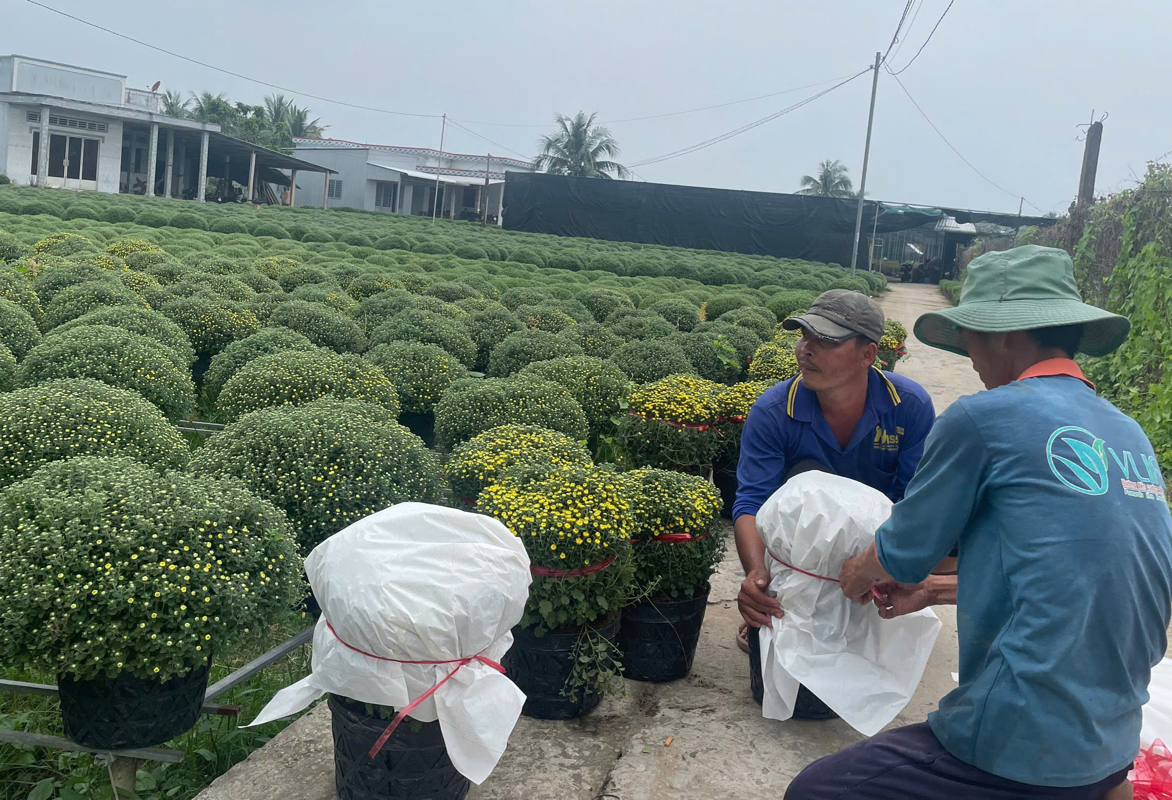 Vựa hoa, nhà vườn miền Tây tất bật livestream bán hoa Tết sớm cùng người nổi tiếng - Ảnh 2.