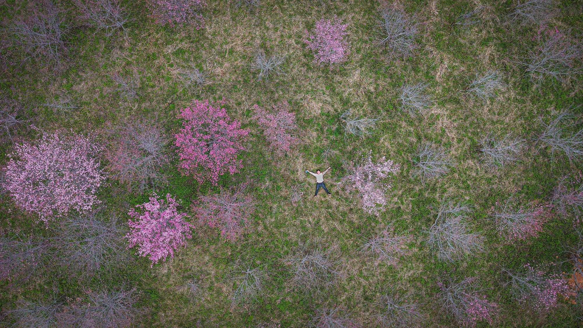 Check-in rừng hoa anh đào Nhật Bản đang nở rộ ở Điện Biên- Ảnh 2.