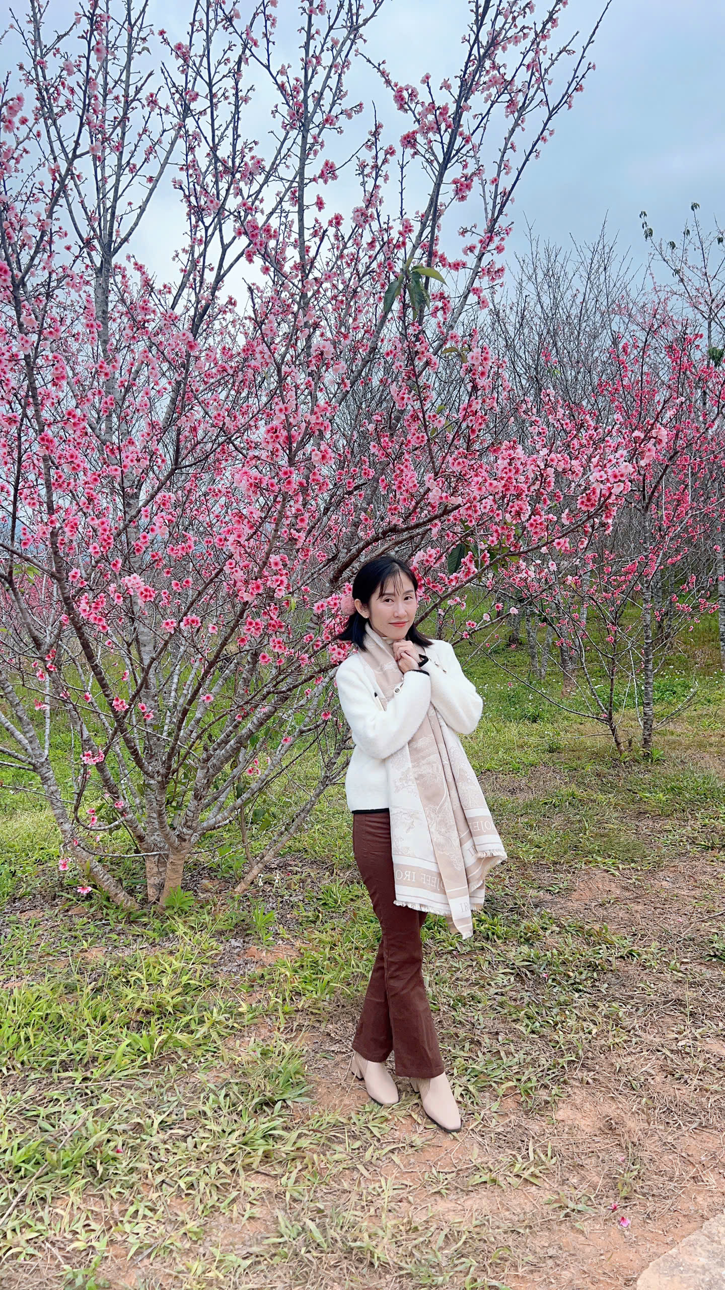 Check-in rừng hoa anh đào Nhật Bản đang nở rộ ở Điện Biên- Ảnh 3.