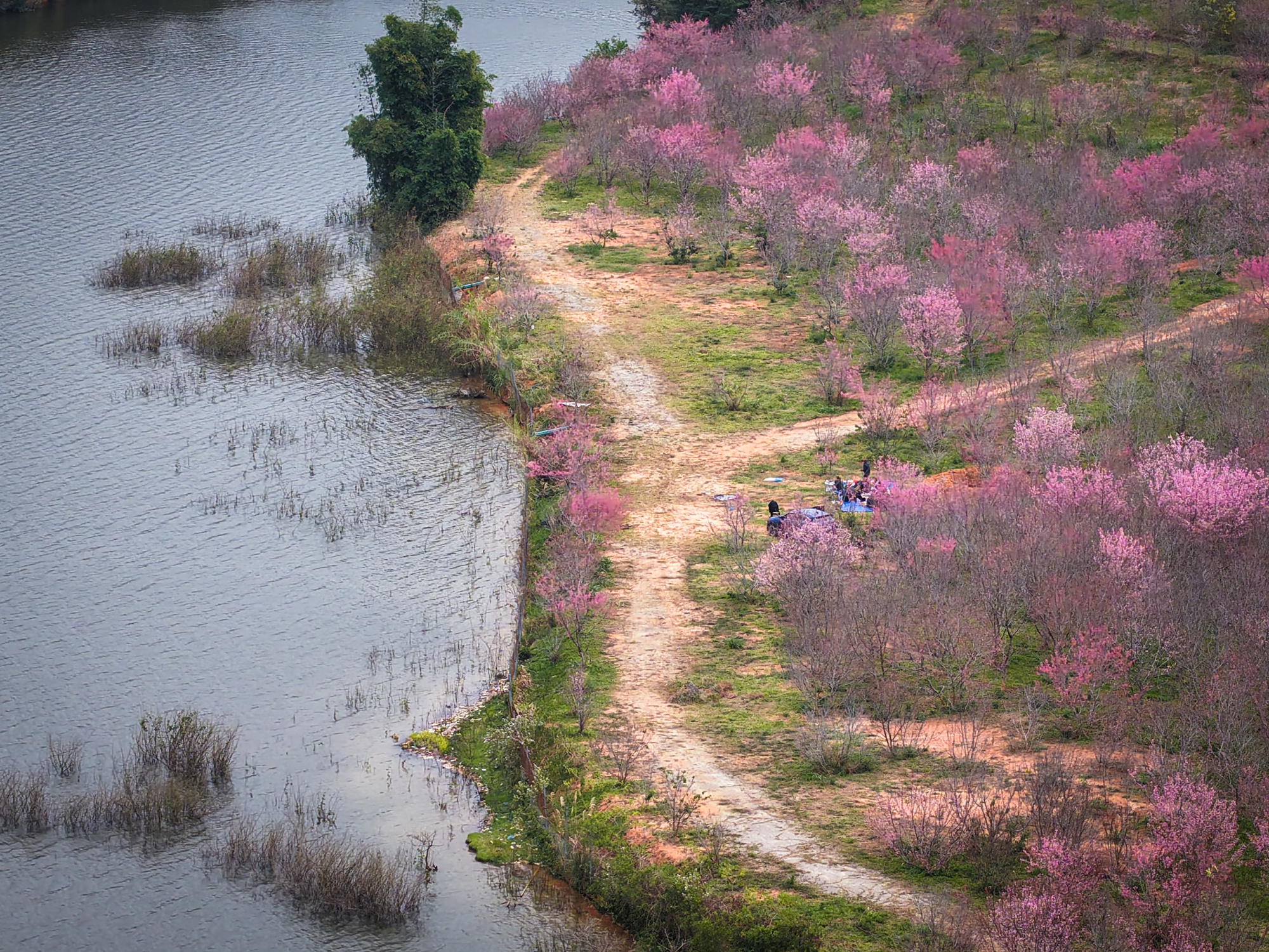 Check-in rừng hoa anh đào Nhật Bản đang nở rộ ở Điện Biên- Ảnh 5.