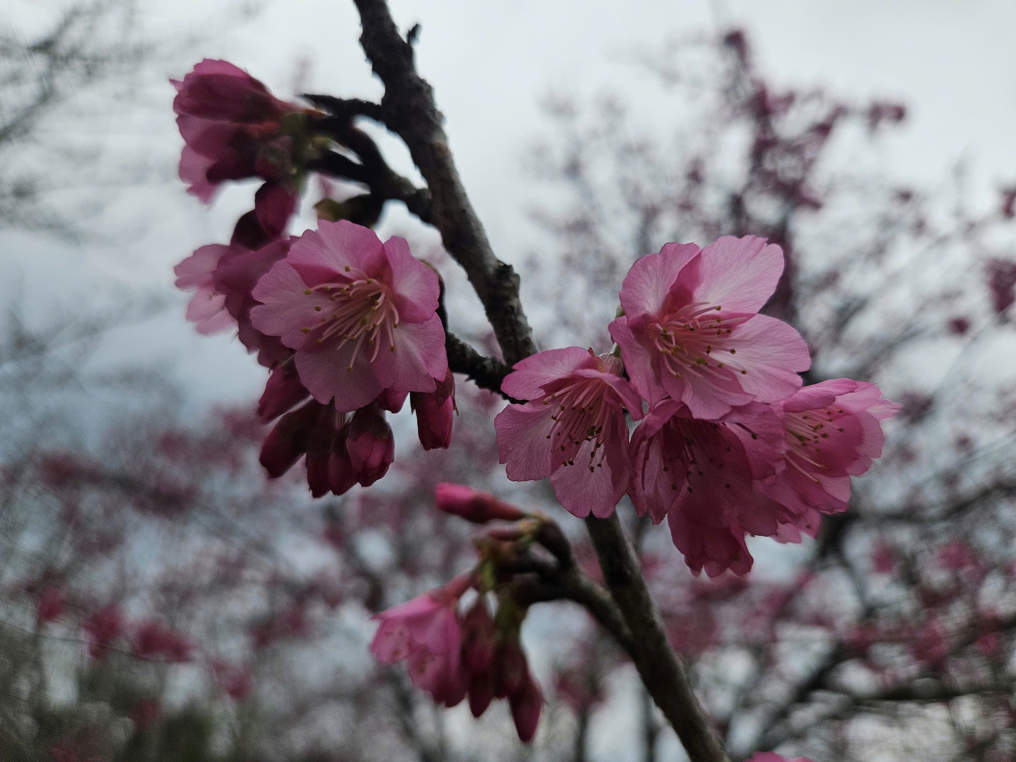 Check-in rừng hoa anh đào Nhật Bản đang nở rộ ở Điện Biên- Ảnh 7.