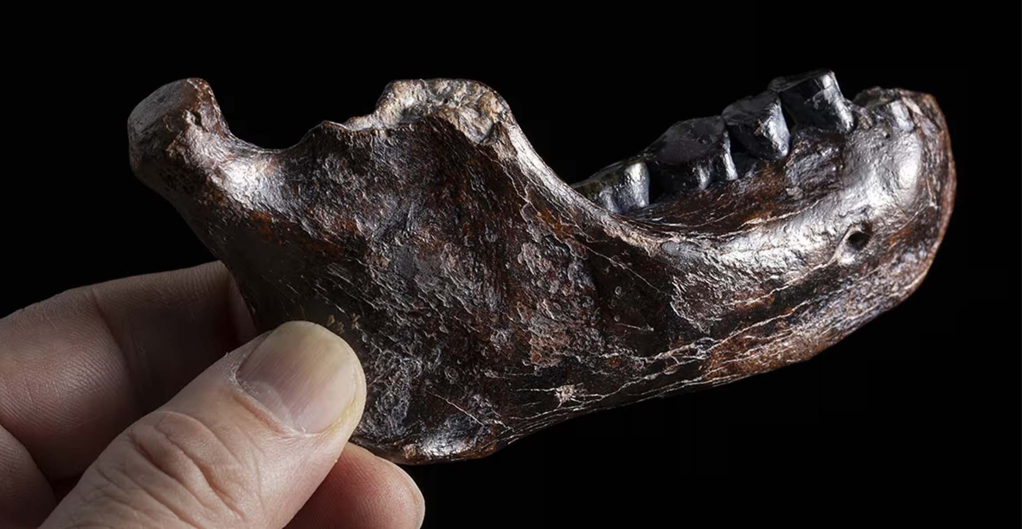 Bí ẩn 15 năm được giải mã chỉ sau một đêm? Cú đột phá từ cao răng giải mã bí ẩn 146.000 năm!- Ảnh 4.