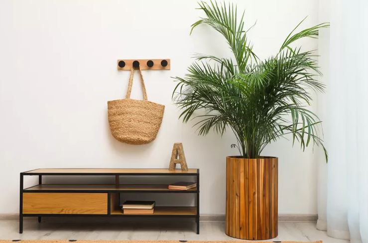 7 loại cây có cho cũng không nên trồng trong nhà- Ảnh 2.