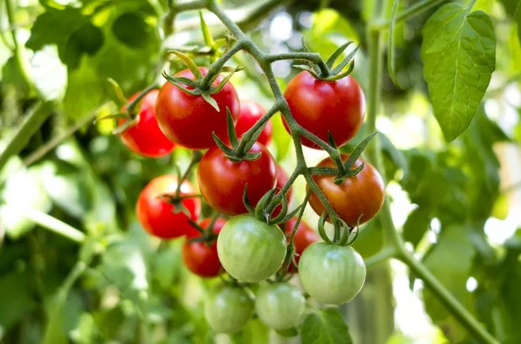 7 loại cây có cho cũng không nên trồng trong nhà- Ảnh 4.