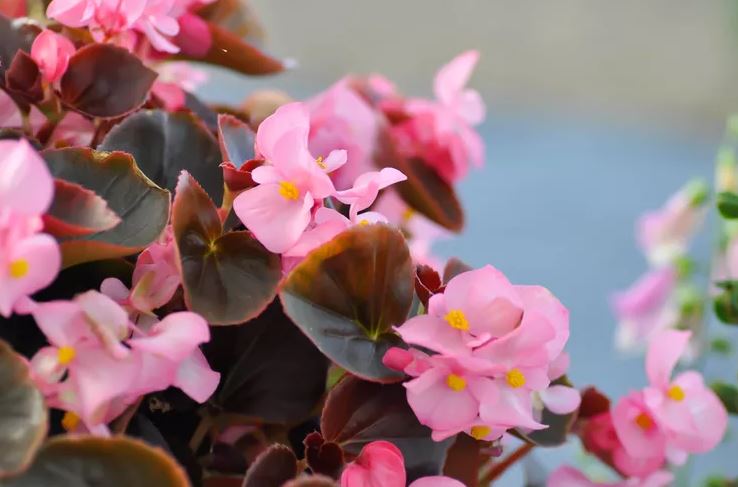 7 loại cây có cho cũng không nên trồng trong nhà- Ảnh 3.