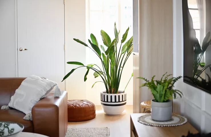 7 loại cây có cho cũng không nên trồng trong nhà- Ảnh 5.