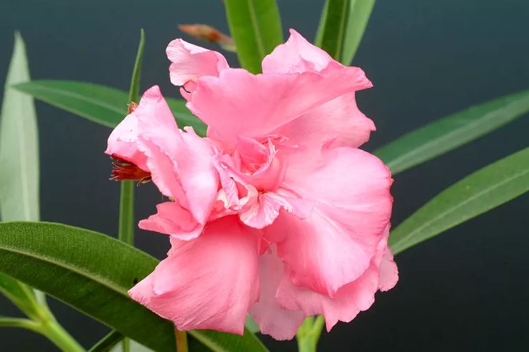 7 loại cây có cho cũng không nên trồng trong nhà- Ảnh 7.