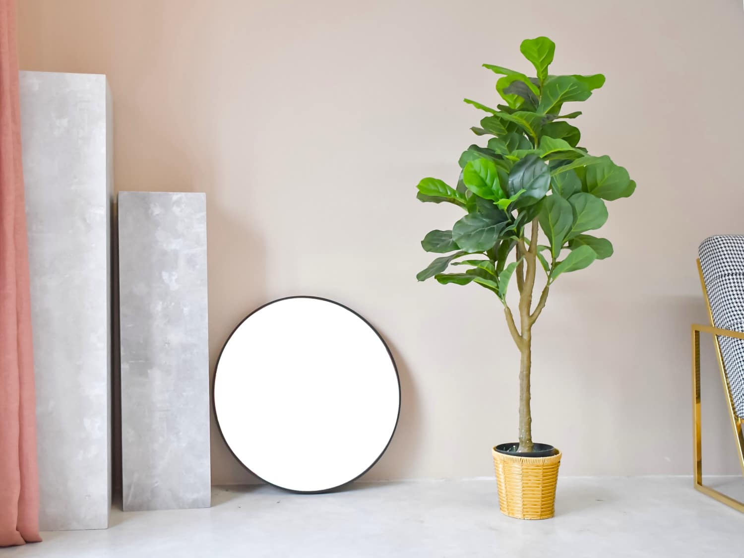 7 loại cây có cho cũng không nên trồng trong nhà- Ảnh 6.