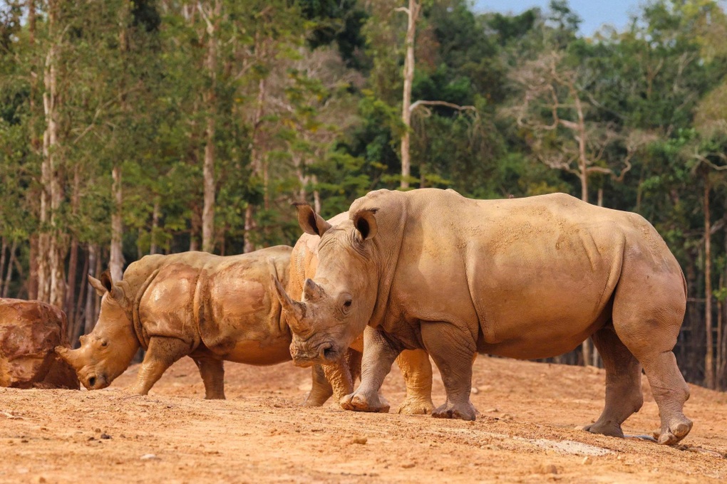 Dấu ấn trên hành trình 10 năm phát triển của Vinpearl Safari Phú Quốc - 2