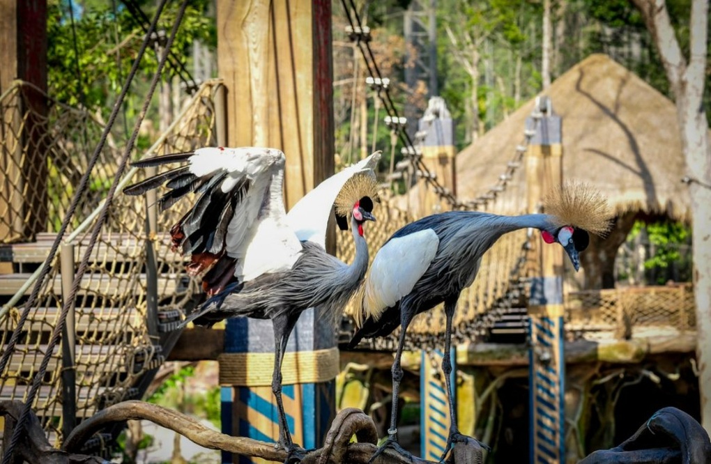 Dấu ấn trên hành trình 10 năm phát triển của Vinpearl Safari Phú Quốc - 6