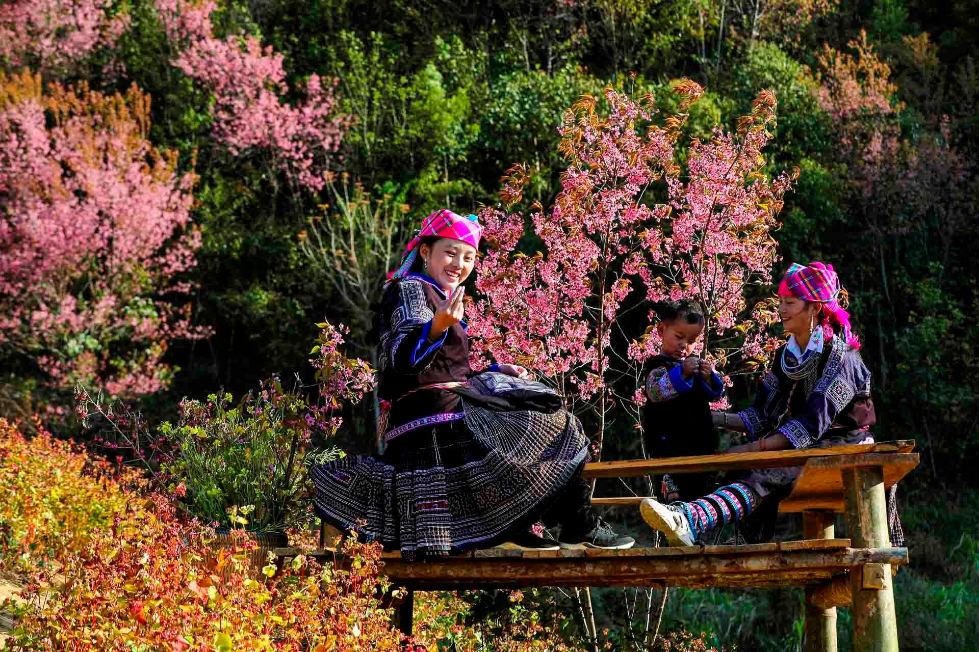 Không phải Hàn Quốc, Nhật Bản, đây là nơi đang có hoa mai anh đào nở rực 1 góc trời: Cách Hà Nội 300km- Ảnh 6.