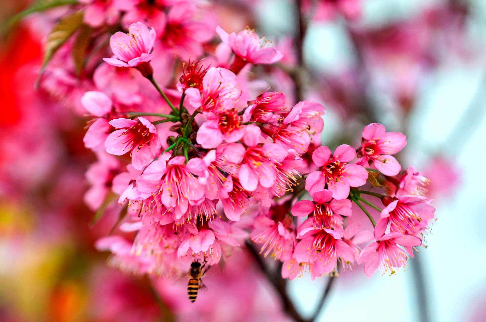 Không phải Hàn Quốc, Nhật Bản, đây là nơi đang có hoa mai anh đào nở rực 1 góc trời: Cách Hà Nội 300km- Ảnh 9.