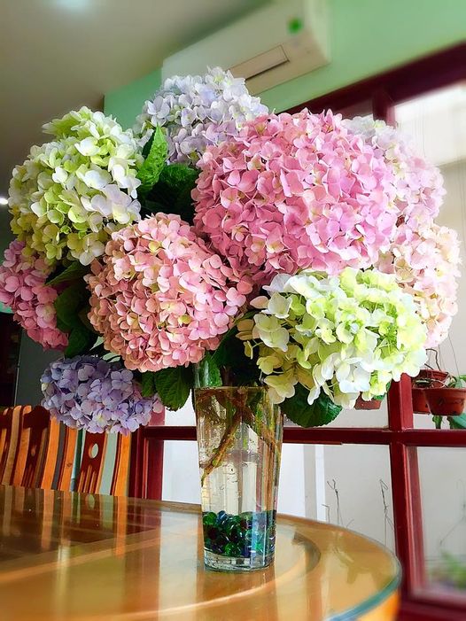 5 loài hoa đẹp nhưng nếu trưng ở phòng khách thì rất nguy hiểm: Có loại rất được yêu thích vào dịp Tết- Ảnh 3.