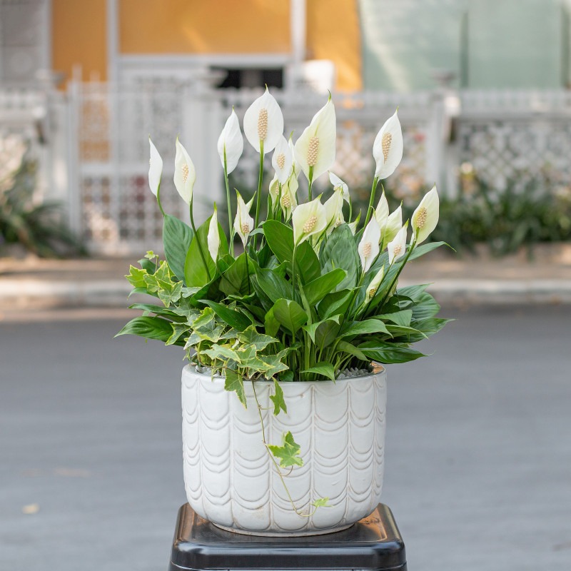 3 loại cây cát lành dễ trồng, đặt góc nào cũng tốt cho sức khỏe- Ảnh 6.