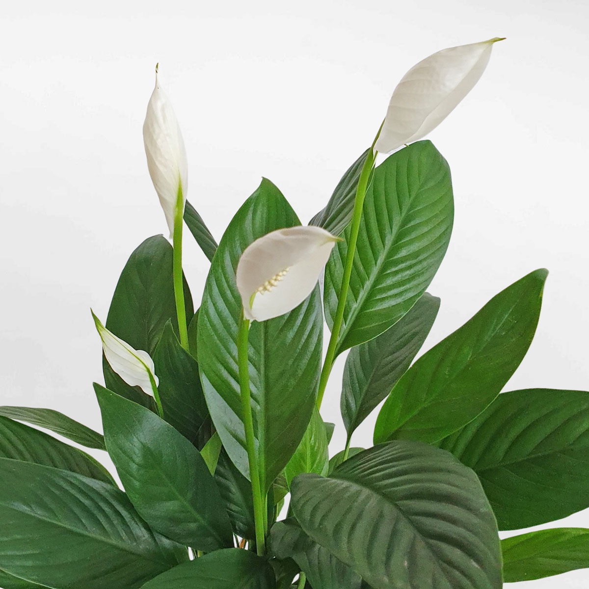 3 loại cây cát lành dễ trồng, đặt góc nào cũng tốt cho sức khỏe- Ảnh 7.