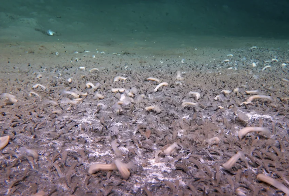 Những phát hiện đáng kinh ngạc về trái đất năm 2025 - Ảnh 3.